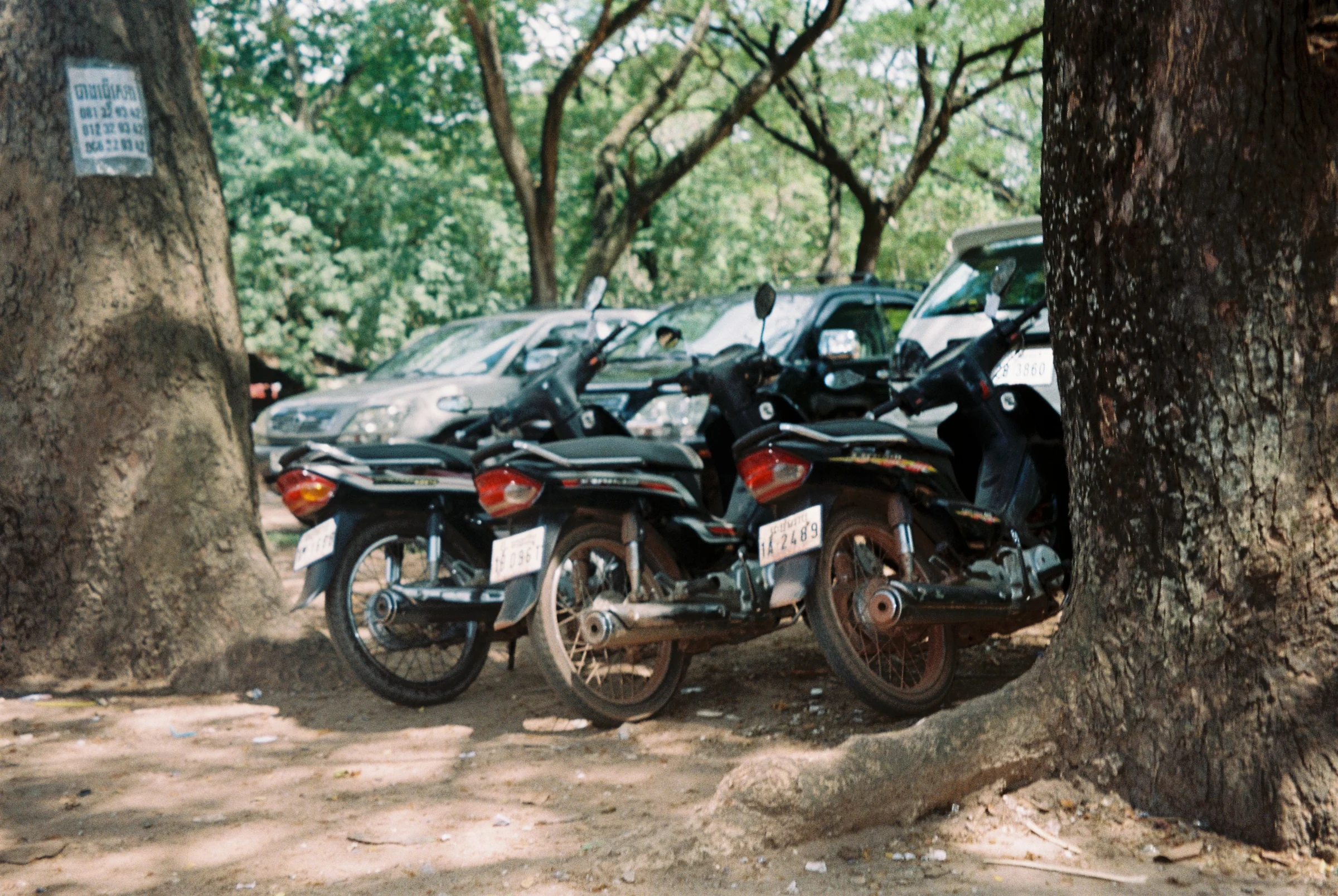 Motorbikes parked under large trees in Thailand.